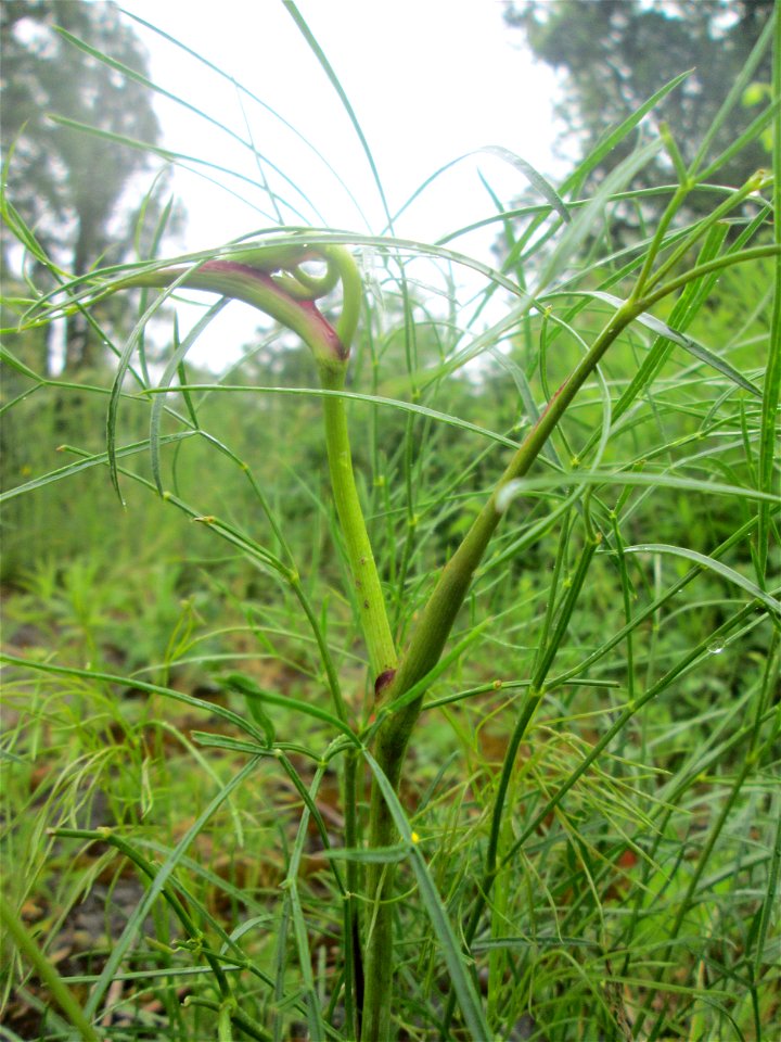 Echter Haarstrang (Peucedanum officinale) am Rheinufer im Naturschutzgebiet „Ketscher Rheininsel“