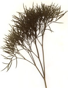 Peucedanum officinale, eigener Herbarbeleg von 1984, Unterfranken (Die Art sollte wegen ihrer Gefährdung und Seltenheit nicht gesammelt werden!)