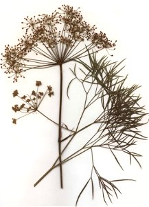Peucedanum officinale, eigener Herbarbeleg von 1984, Unterfranken (Die Art sollte wegen ihrer Gefährdung und Seltenheit nicht gesammelt werden!)