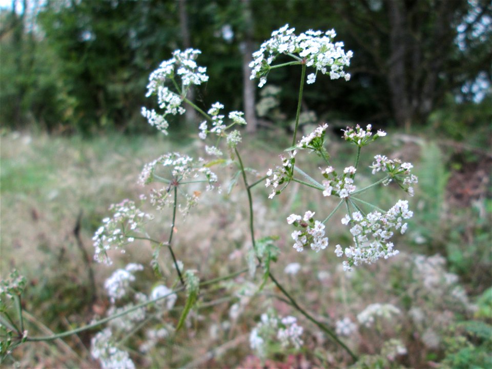 Gewöhnlicher Klettenkerbel (Torilis japonica) an der alten Tuffgrube bei Kennfus