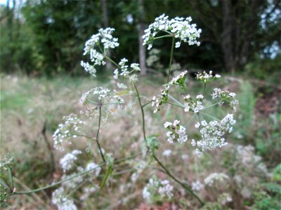 Gewöhnlicher Klettenkerbel (Torilis japonica) an der alten Tuffgrube bei Kennfus