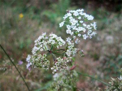 Gewöhnlicher Klettenkerbel (Torilis japonica) an der alten Tuffgrube bei Kennfus