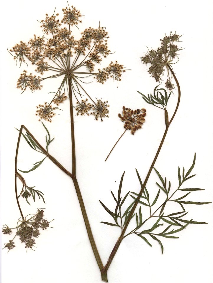 Peucedanum palustre, eigener Herbarbeleg von 1985, Unterfranken