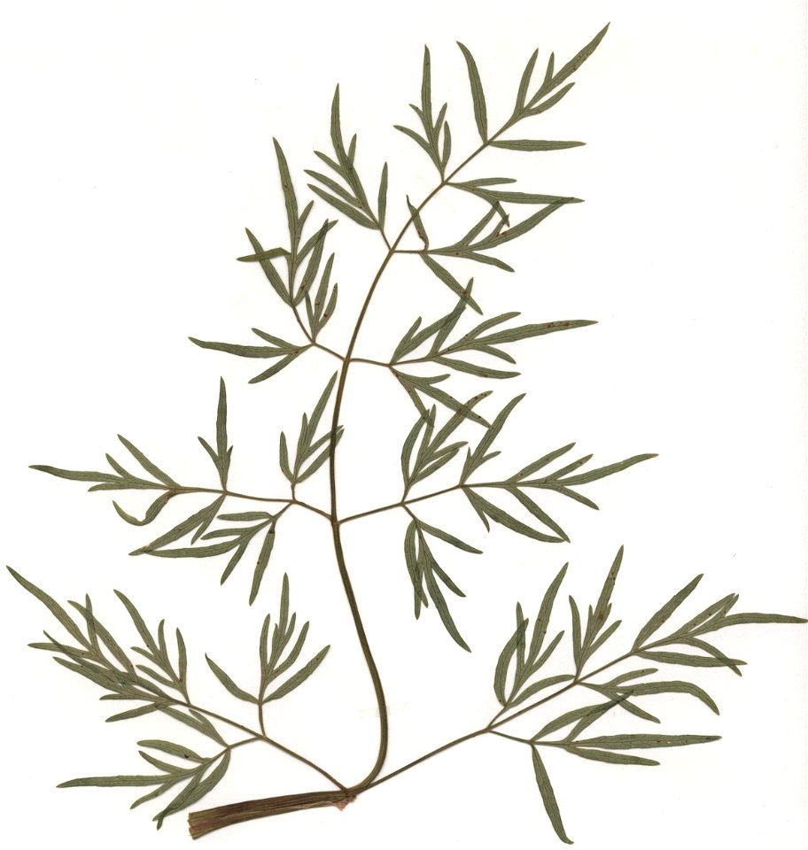 Peucedanum palustre, Stängelblatt, eigener Herbarbeleg von 1985, Unterfranken