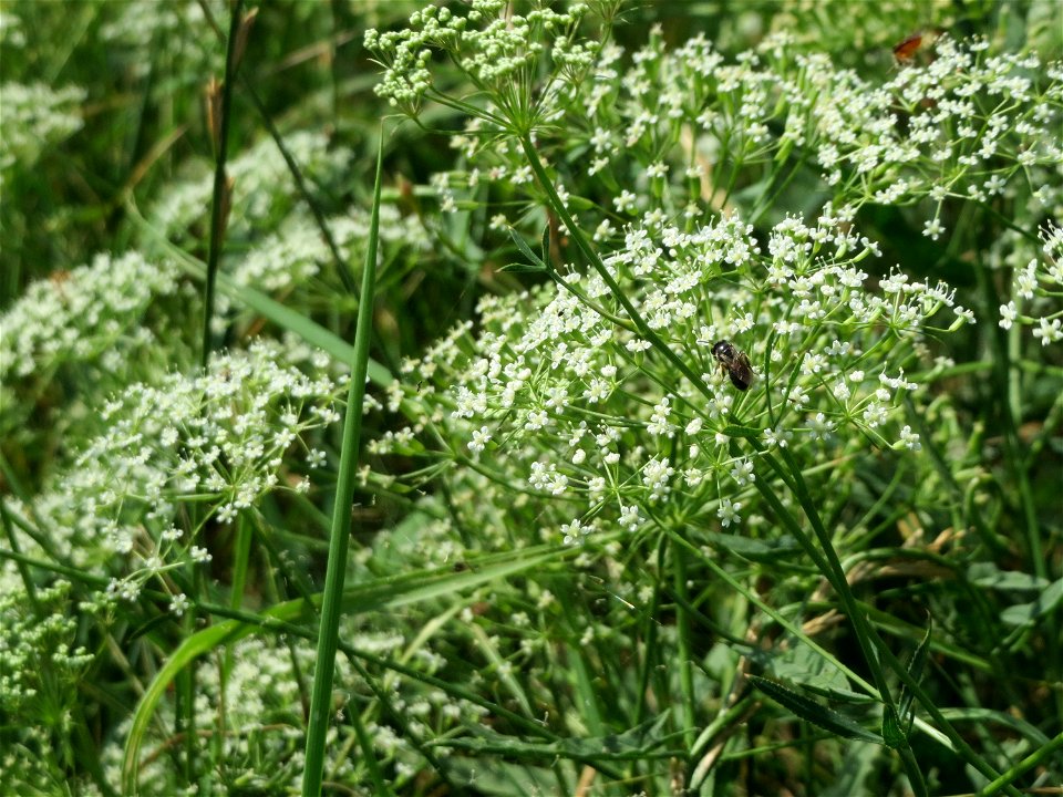 Gemeine Sichelmöhre (Falcaria vulgaris) bei Wiesbaden-Nordenstadt