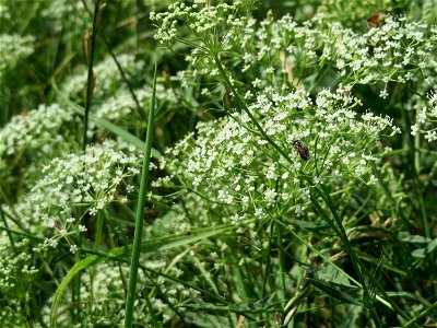 Gemeine Sichelmöhre (Falcaria vulgaris) bei Wiesbaden-Nordenstadt