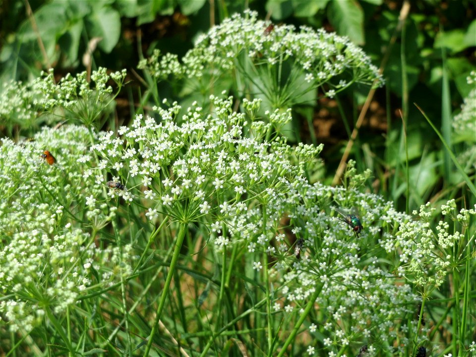 Gemeine Sichelmöhre (Falcaria vulgaris) bei Wiesbaden-Nordenstadt