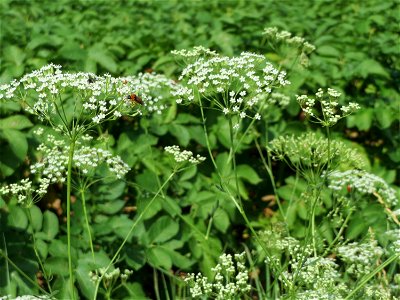 Gemeine Sichelmöhre (Falcaria vulgaris) bei Wiesbaden-Nordenstadt