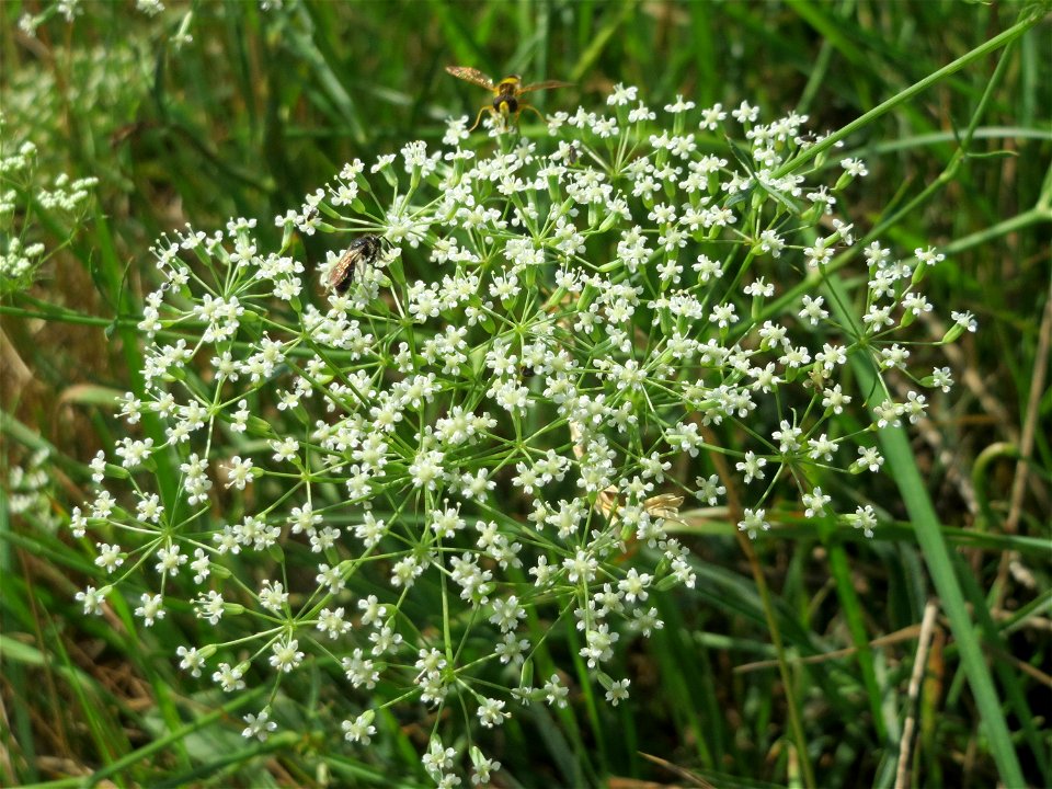 Gemeine Sichelmöhre (Falcaria vulgaris) bei Wiesbaden-Nordenstadt