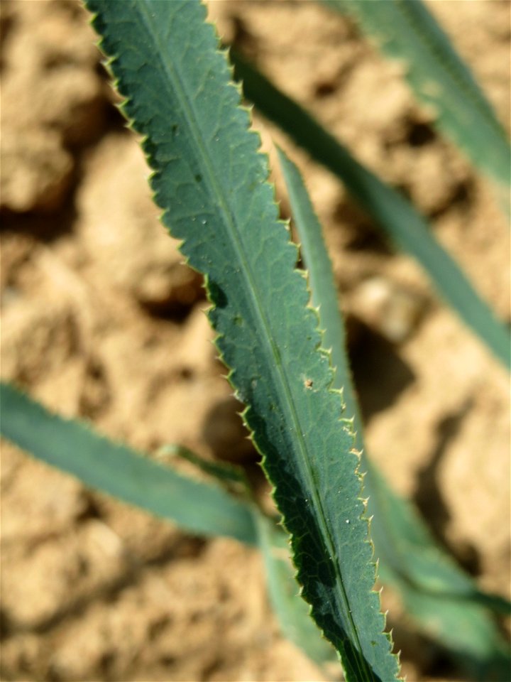 Gemeine Sichelmöhre (Falcaria vulgaris) bei Wiesbaden-Nordenstadt