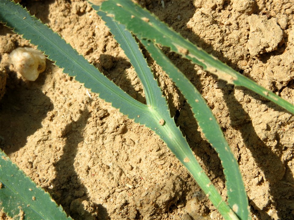 Gemeine Sichelmöhre (Falcaria vulgaris) bei Wiesbaden-Nordenstadt