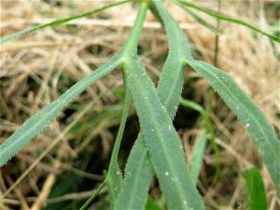 Gemeine Sichelmöhre (Falcaria vulgaris) an der Elisabethenstraße bei Wiesbaden