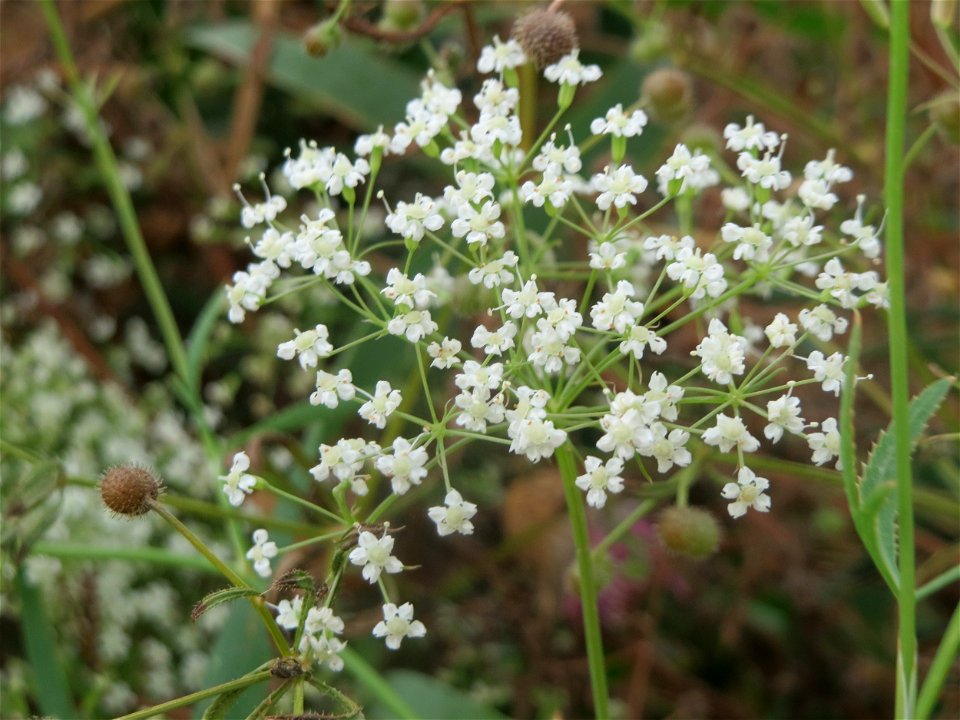 Gemeine Sichelmöhre (Falcaria vulgaris) an der Elisabethenstraße bei Wiesbaden