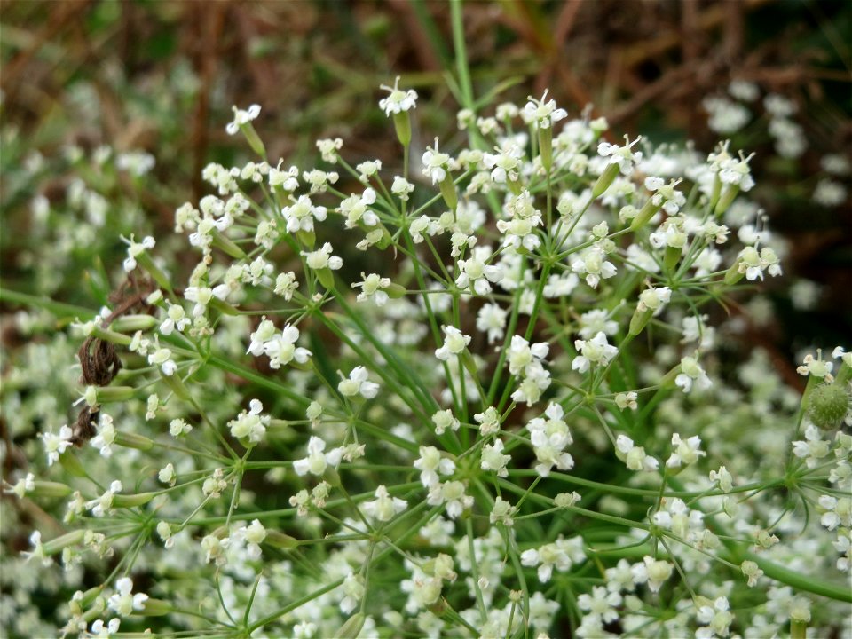 Gemeine Sichelmöhre (Falcaria vulgaris) an der Elisabethenstraße bei Wiesbaden