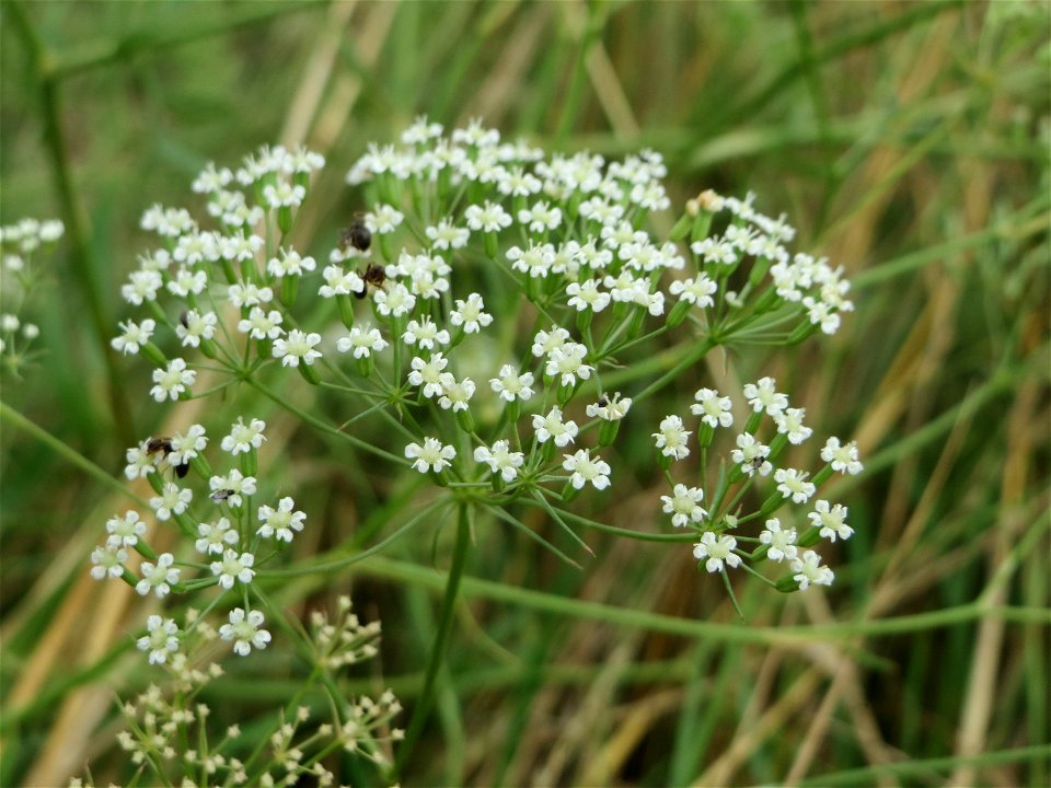 Gemeine Sichelmöhre (Falcaria vulgaris) an der Elisabethenstraße bei Mainz-Kastell