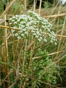 Gemeine Sichelmöhre (Falcaria vulgaris) an der Elisabethenstraße bei Mainz-Kastell