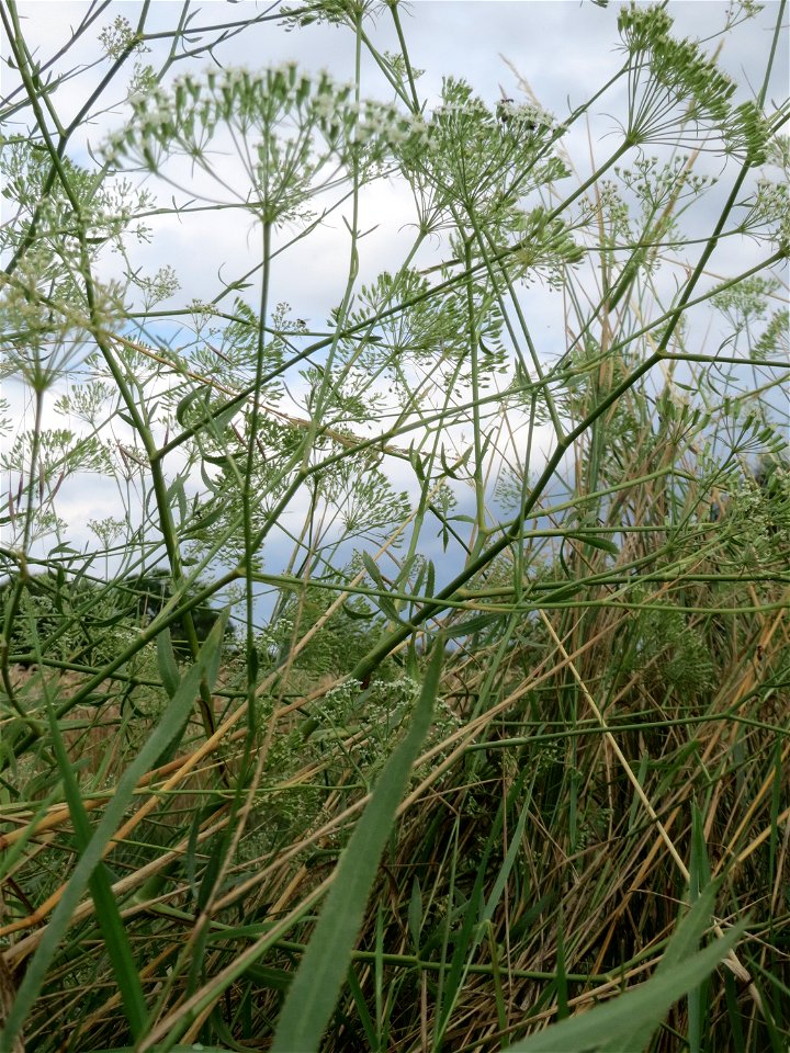 Gemeine Sichelmöhre (Falcaria vulgaris) an der Elisabethenstraße bei Mainz-Kastell