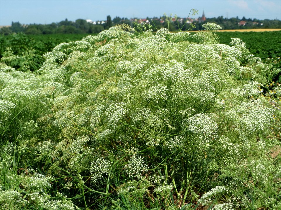 Gemeine Sichelmöhre (Falcaria vulgaris) bei Wiesbaden-Nordenstadt