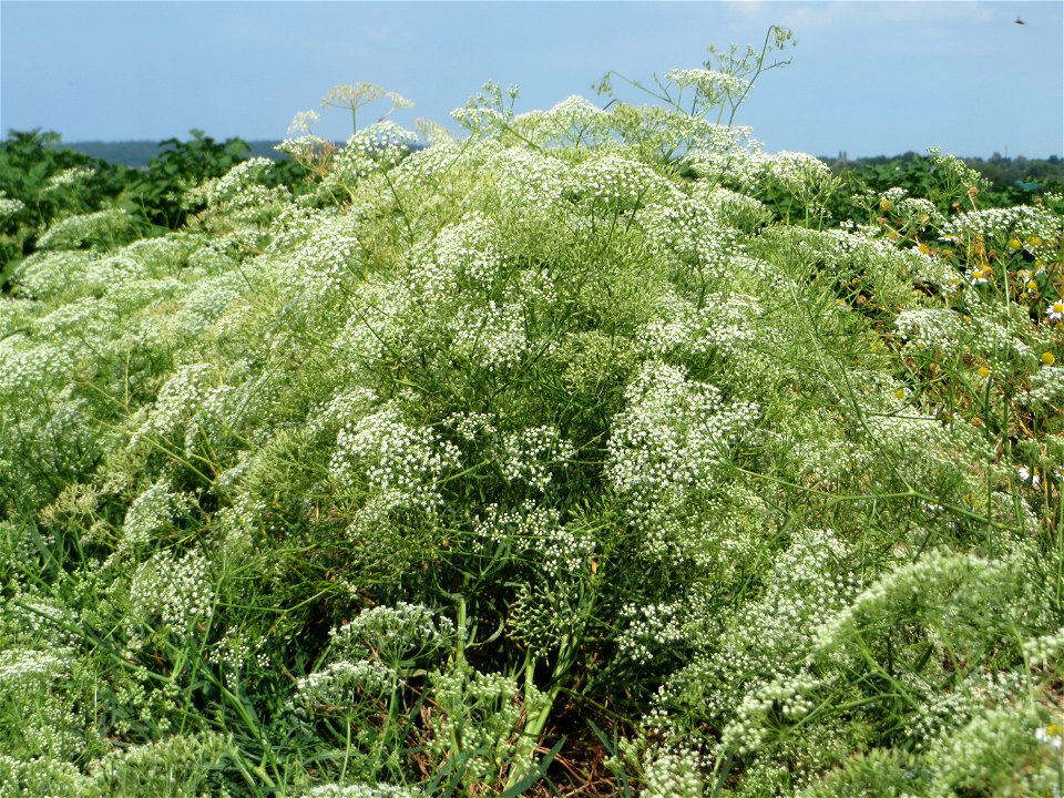 Gemeine Sichelmöhre (Falcaria vulgaris) bei Wiesbaden-Nordenstadt
