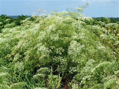 Gemeine Sichelmöhre (Falcaria vulgaris) bei Wiesbaden-Nordenstadt
