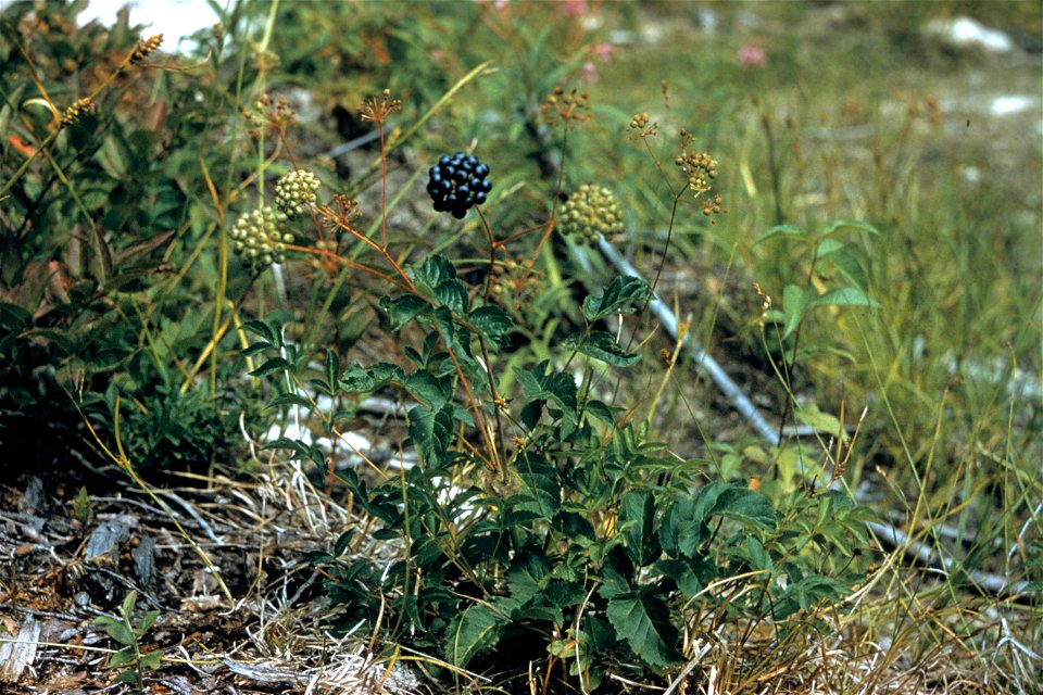 Aralia hispida  Bristly sarsparilla