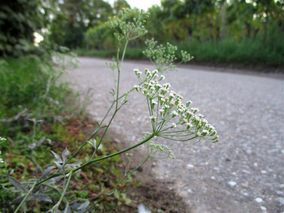 Gemeine Sichelmöhre (Falcaria vulgaris) am Ortsrand von Forst