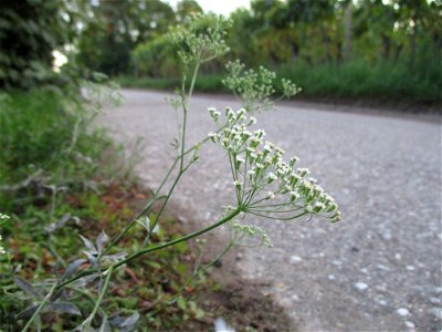 Gemeine Sichelmöhre (Falcaria vulgaris) am Ortsrand von Forst