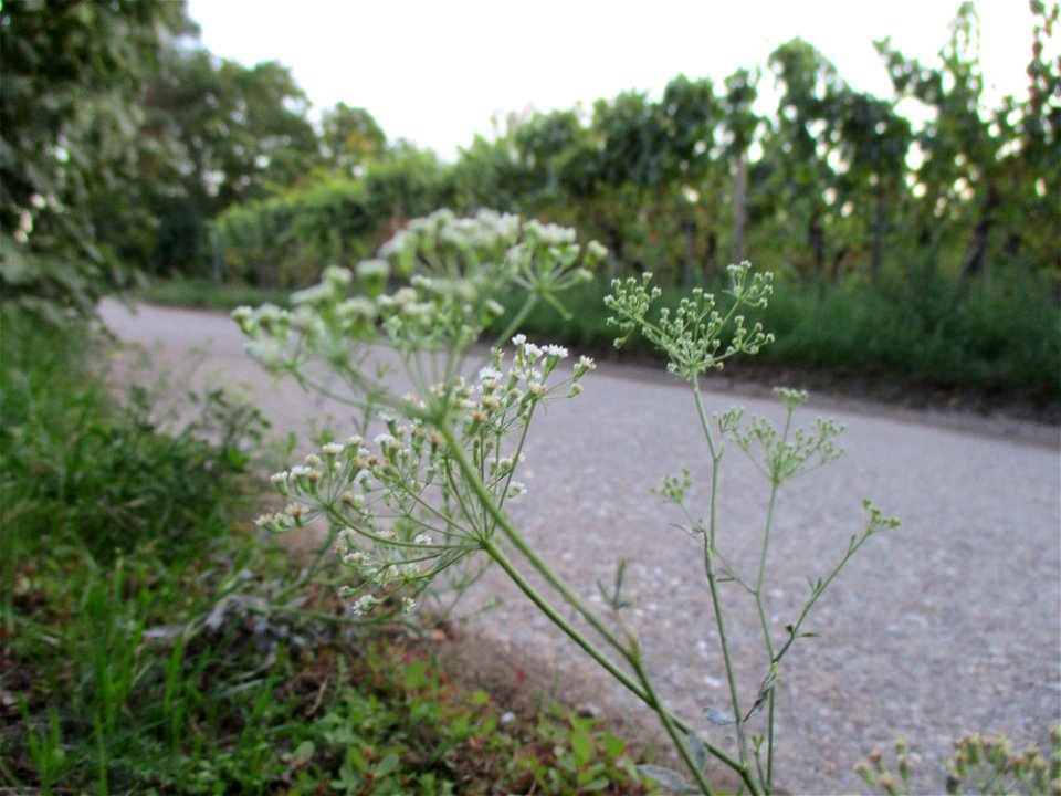 Gemeine Sichelmöhre (Falcaria vulgaris) am Ortsrand von Forst