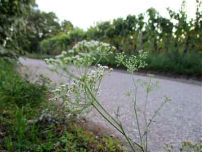 Gemeine Sichelmöhre (Falcaria vulgaris) am Ortsrand von Forst