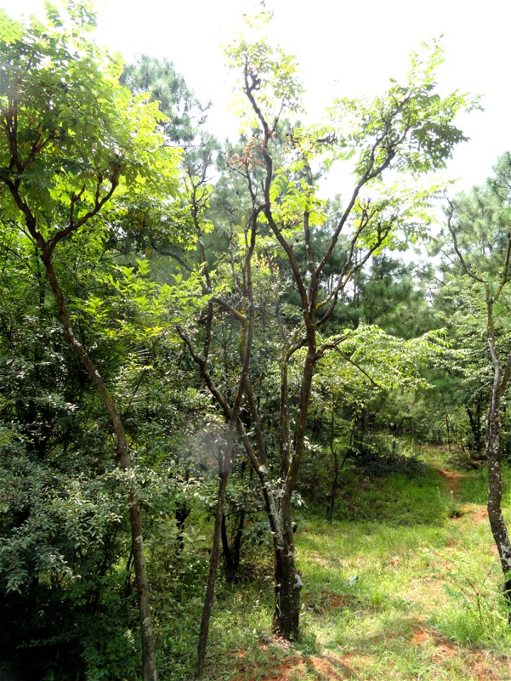 Plant specimen in the Kunming Botanical Garden, Kunming, Yunnan, China.