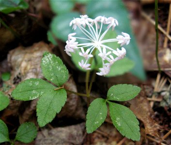 Panax trifolius ravine of Pine Creek. A rich, mesic forest. Laurel County, Kentucky. Image is a composite of two photographs: one with the leaves in focus and the other with the flowers in focus.