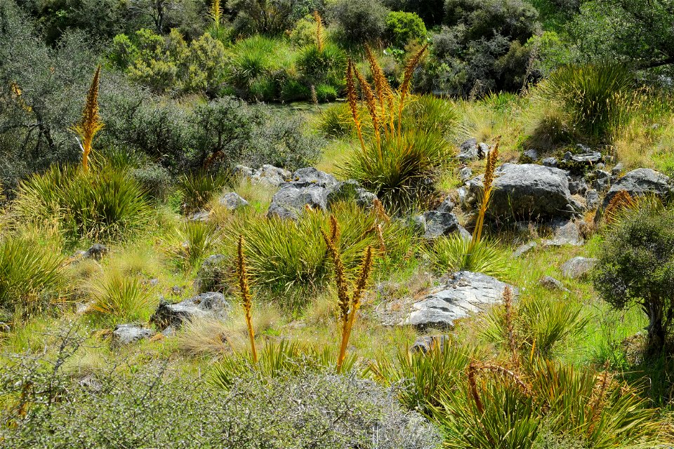 Golden speargrass in flower in Tasman Valley