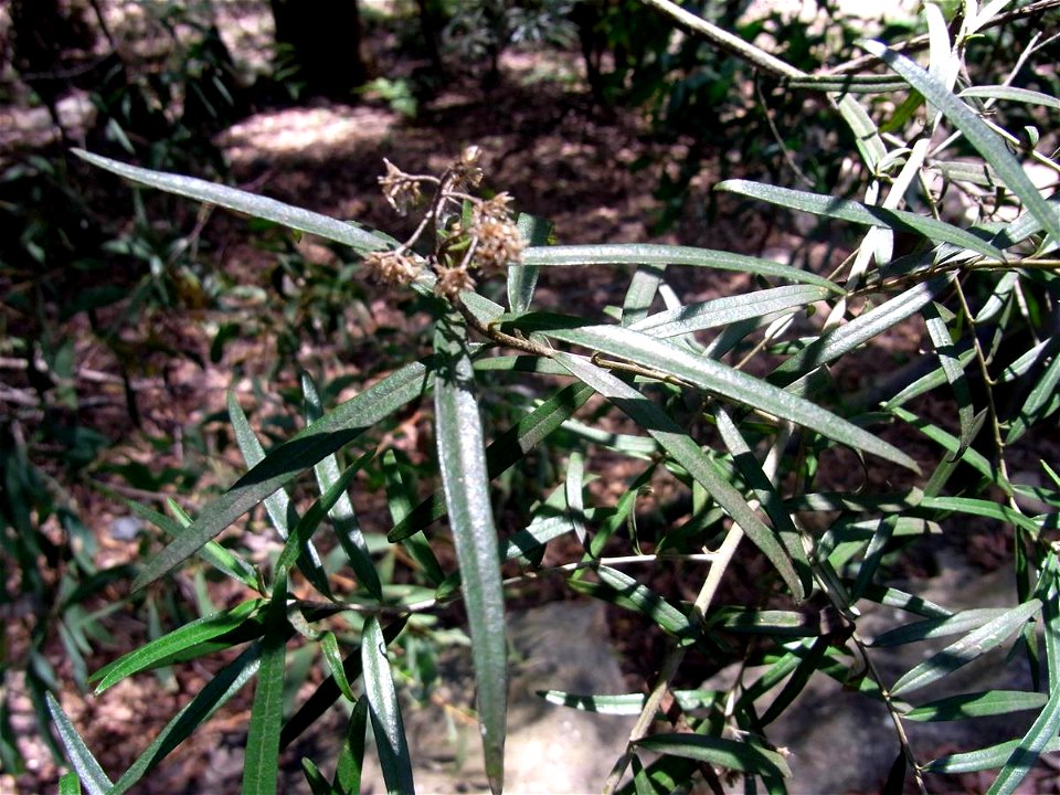 Pittosporum bicolor at Mumbulla Falls, Biamanga National Park, Australia