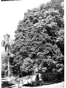 Pittosporum Bicolor, Botanic Gardens