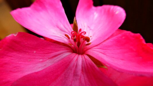 Plant no person petal