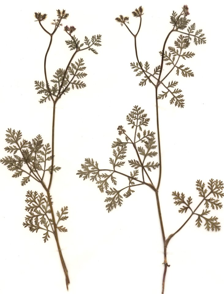 Caucalis platycarpos, eigener Herbarbeleg von 1985, Unterfranken (Die Art sollte wegen ihrer Gefährdung und Seltenheit nicht gesammelt werden!)