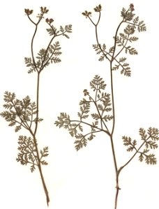 Caucalis platycarpos, eigener Herbarbeleg von 1985, Unterfranken (Die Art sollte wegen ihrer Gefährdung und Seltenheit nicht gesammelt werden!)
