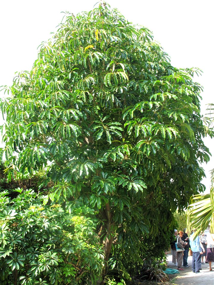 Tupidanthus in the gardens of the villa Maria Serena in Menton (Alpes-Maritimes, France).