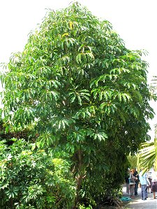 Tupidanthus in the gardens of the villa Maria Serena in Menton (Alpes-Maritimes, France).