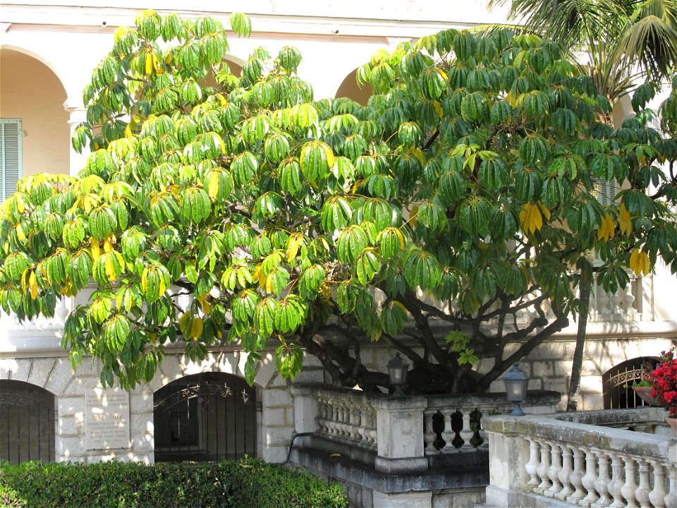 Tupidanthus, in a corner of the villa Maria Serena in Menton (Alpes-Maritimes, France).