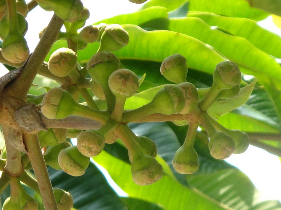 Fruit of Tupidanthus in the streets of Menton (Alpes-Maritimes, France).