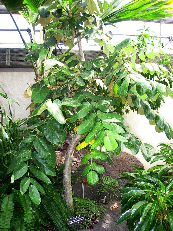 Munroidendron racemosum, in the United States Botanic Garden, Washington, DC, USA.