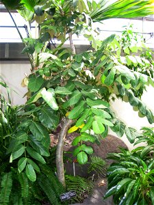 Munroidendron racemosum, in the United States Botanic Garden, Washington, DC, USA.