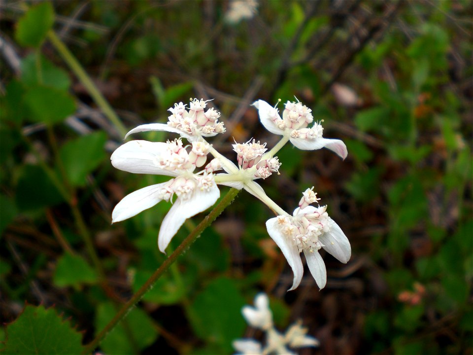 The flower of  Xanthosia rotundifolia, occurring near Torndirrup National Park. The species is informally referred to as Southern Cross.