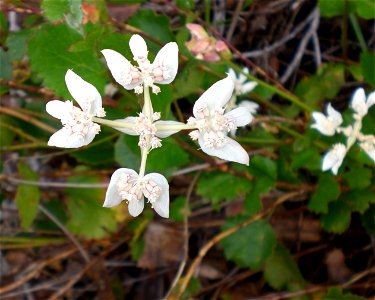 The flower of  Xanthosia rotundifolia, occurring near Torndirrup National Park. The species is informally referred to as Southern Cross.