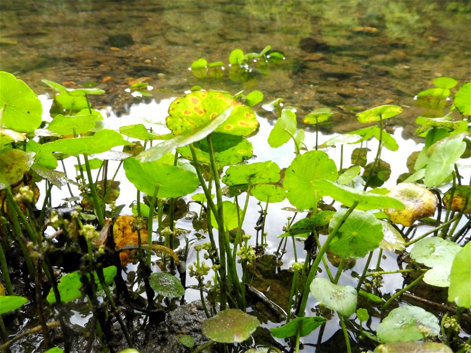 Hydrocotyle prolifera, still pools and shore of Ouachita River. Below Remmel Dam, Hot Springs County, Arkansas.