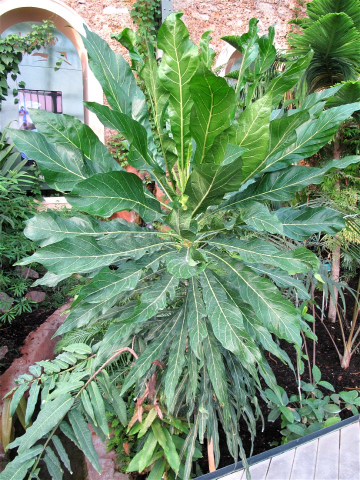 Meryta denhamii in the New-Caledonia greenhouse of the Jardin des Plantes in Paris. Identified by sign.