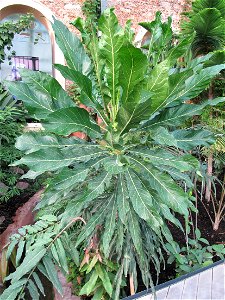 Meryta denhamii in the New-Caledonia greenhouse of the Jardin des Plantes in Paris. Identified by sign.