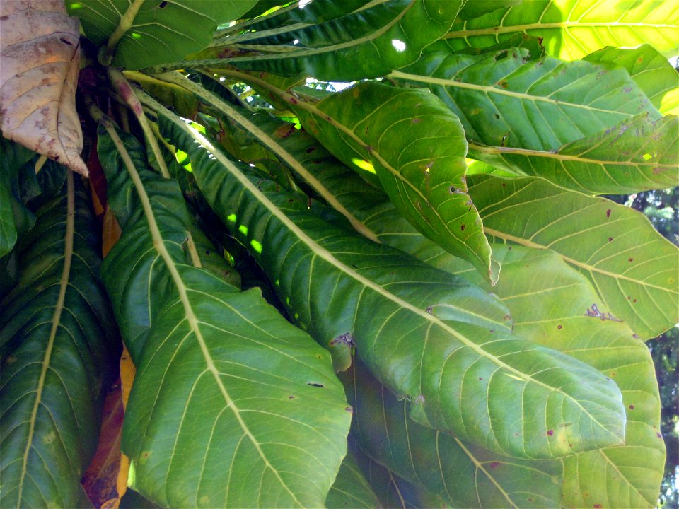 Foliage of Meryta denhamii, from a tree growing in cultivation at Manukau City, New Zealand