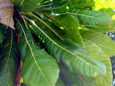 Foliage of Meryta denhamii, from a tree growing in cultivation at Manukau City, New Zealand